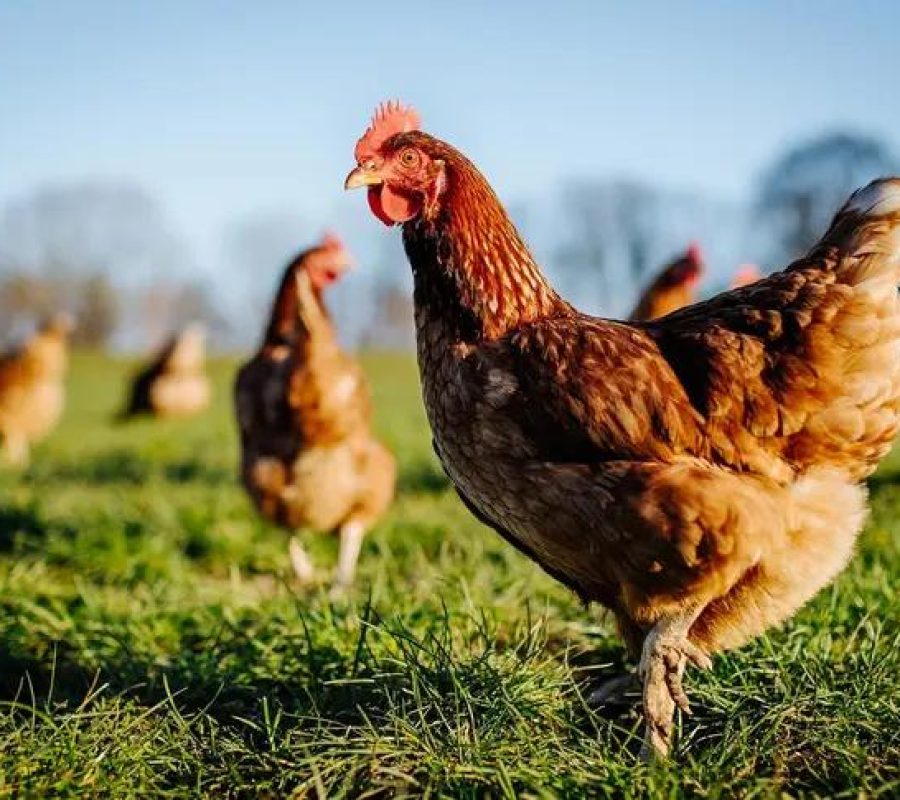 WhatsApp Image 2025-06-20 at 19.10.32_b67e5cb6